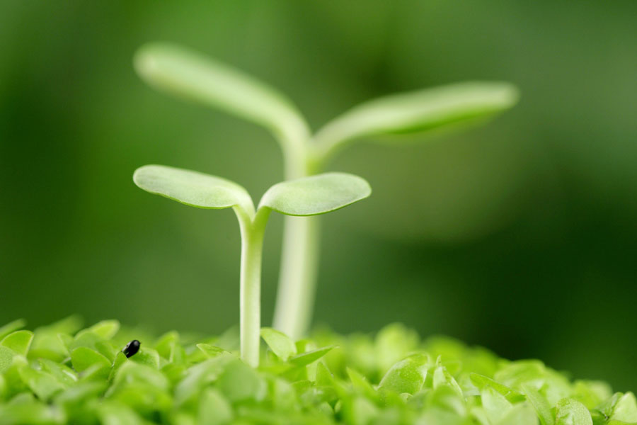 Germination, fot. archiwum projektu