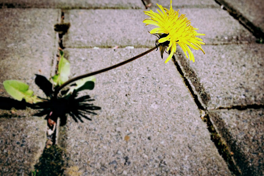 Germination, fot. archiwum projektu