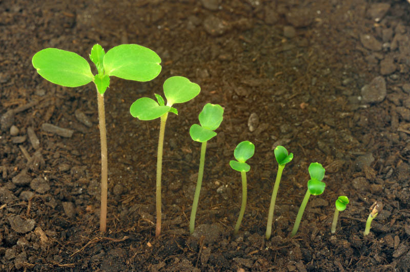 Germination, fot. archiwum projektu